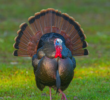 Wild Male Tom Osceola Turkey - Meleagris Gallopavo Osceola - Strutting While Facing Camera, Full Bright Red, Blue Iridescent Color Display, Tail Spread, Great Feather Detail, Long Beard 