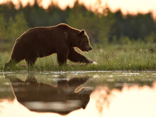 Wall Mural - brown bear walking at sunset in wetland