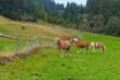Grasende Pferde in den Österreichischen Alpen, (Haflinger). Am Pass Thurn, Salzburger Land.