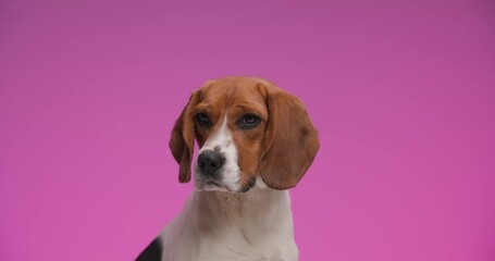 Wall Mural - project video of cute domestic beagle dog with big eyes looking up and following, looking around and being curious in front of pink background in studio