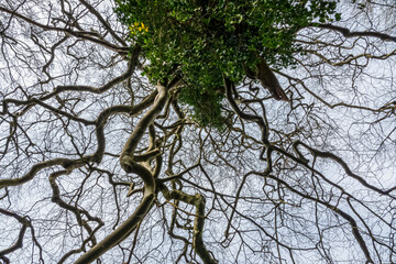 Wall Mural - looking up through the twisted and gnarled branches of a curly oak tree (Quercus robur)