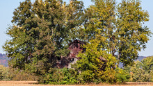 Rural Countryside Farm Landscape With Aging Old Barn Completely Overgrown By Trees