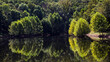 Trees reflected in a lake with calm water at Lone Elk Park near St. Louis, MO