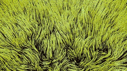 Aufkleber - Moving 3d algae. Design. Beautiful wavy movements of algae lines. Bright lines move like algae on bottom of sea