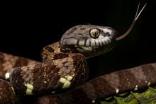 A Snake With Tongue Out And Big Eyes, Ecuador