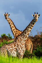 Crossed Necks Of Two Giraffes In Africa.