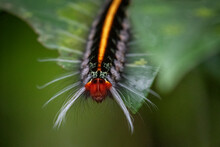 Caterpillar On A Leaf In Ecuador.