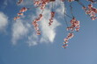 Japanische Zierkirsche, Prunus serrulata Kazan in voller Blüte und bei blauem Himmel, Sakura