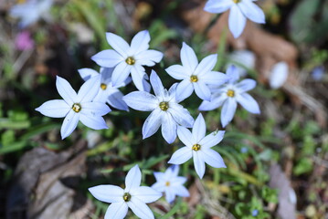 Wall Mural - Spring star flowers. Amaryllidaceae bulbous plants. White and light purple 6-petaled star-shaped flowers bloom from March to May. 