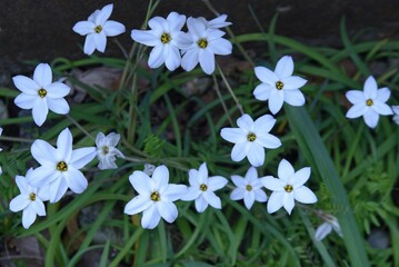 Poster - Spring star flowers. Amaryllidaceae bulbous plants. White and light purple 6-petaled star-shaped flowers bloom from March to May. 