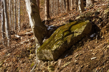 Poster - A large stone by the tree trunks in the forest.