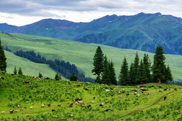 Wall Mural - Summer alpine steppe pasture in Tangbula grassland in Xinjiang Uygur Autonomous Region, China.