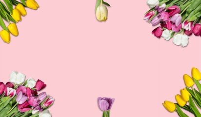 Canvas Print - Tulip flowers flat lay on pink background with space for text. Happy womens day and Happy Mothers day. Beautiful spring flower.