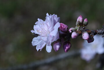 Sticker - Hana peach blossoms in full bloom in the botanical park. 