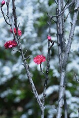 Sticker - Hana peach blossoms in full bloom in the botanical park. 