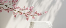 Cosmetic Background. Nature Light Stone Podium And Cherry Blossom White Background. For Branding And Product Presentation. 3d Rendering Illustration.