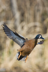 Poster - Blue-winged teal. Anas discors