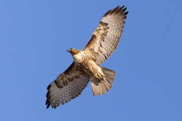 Canvas Print - red-tailed hawk flying, seen in the wild in  North California 