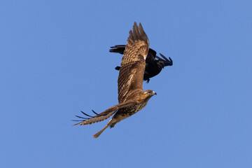 Canvas Print - red-tailed hawk flying and fighting with a crow, seen in the wild in  North California 