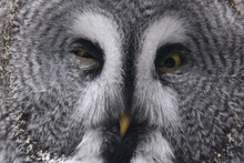 Bartkauz / Great Grey Owl / Strix Nebulosa.