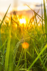 Wall Mural - rice in sunset or sunrise time. Take a photo of backlit rice.