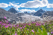 glacier mountains fireweed chamomile flowers summer