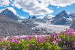 glacier mountains fireweed chamomile flowers summer