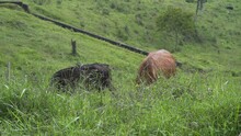 Two Cows Eating On A Farm Far Away
