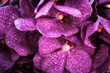 Beautiful fresh purple vanda orchid flower bouquet background.