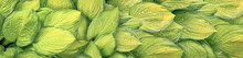 Green And Yellow Wet Hosta Leaves Panoramic Nature Background