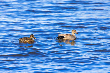 Poster - Swimming Gadwall ducks in a lake