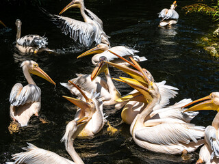 Wall Mural - Great White Pelican, Pelecanus onocrotalus in a park