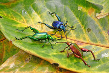 Beetle : Frog-legged Beetles Or Leaf Beetles (Sagra Femorata) In Tropical Forest Of Thailand. One Of World Most Beautiful Beetles With Iridescent Metallic Colors. Selective Focus