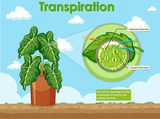 Poster - Diagram showing transpiration in plant