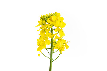 Wall Mural - Rapeseed blossom flower isolated on white background. 