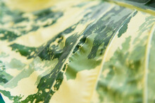Closeup To Alocasia Macrorrhizos  Variegated Leaf