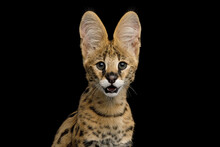 Funny Portrait Of Serval Cat Gazing Isolated On Black Background In Studio