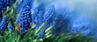Królowa osa nie niebieskich kwiatach szafirka w ogrodzie, dzika łąka i owady
