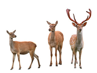 deer isolated on white background