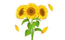 Set Of Three Fresh Sunflower Vector Illustration With Green And Yellow Leaves
