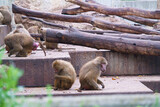 Fototapeta Zwierzęta - małpa zwierzę dzika natura zoo madryt