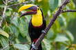Selective focus shot of toucan bird with open beak standing on tree branch in Costa Rica