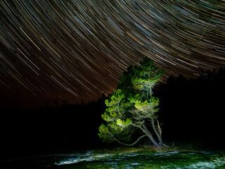 Sticker - star trails with tree on Hornby Island