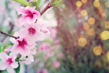 Wall Mural - background of spring blossom tree. selective focus