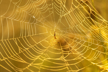 Poster - Macro focus shot of tetragnatha extensa spider in its web waiting for a prey with blurred background