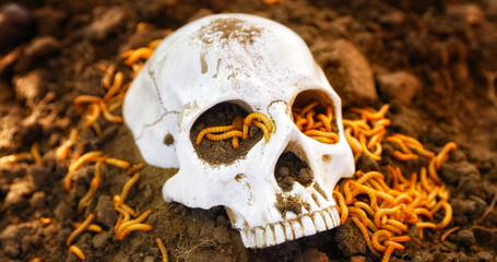 Maggots crawling on dead skull closeup photo