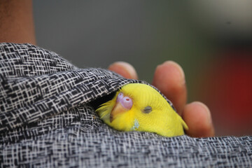 Wall Mural - The little beautiful bird is hidden in the shirt