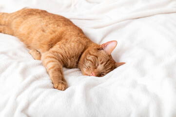 Cute ginger cat sleeps on bed with white fluffy blanket