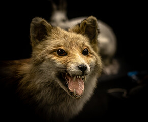 Sticker - Closeup shot of a fierce red fox