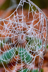 Sticker - Shot of a spider web